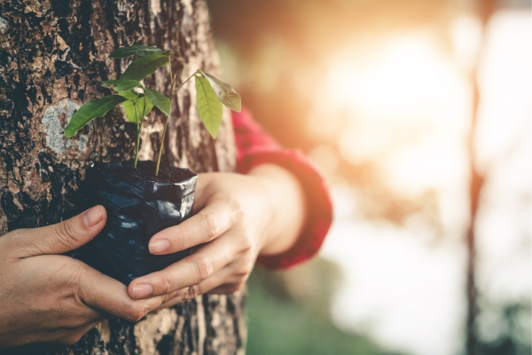 Buying and Selling Carbon Credits in Vietnam and Key Information