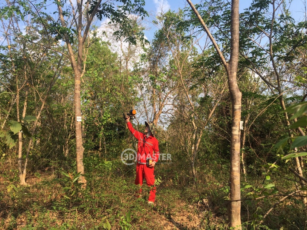 3D Forest Scan Carbon Credit Calculation Service in Thai Binh